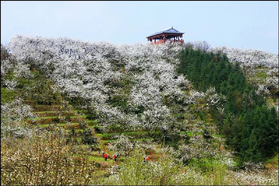 【春天，广西桂林灌阳县向您发出邀请！】我们在灌阳看梨花 - 游山玩水 - 汕尾生活社区 - 汕尾28生活网 sw.28life.net