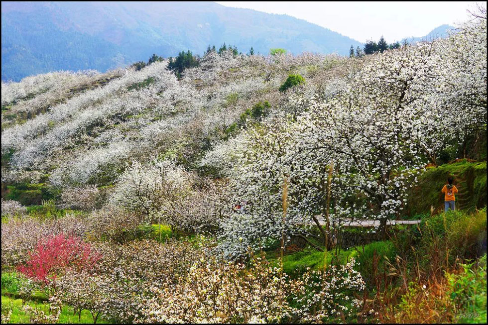 【春天，广西桂林灌阳县向您发出邀请！】我们在灌阳看梨花 - 游山玩水 - 汕尾生活社区 - 汕尾28生活网 sw.28life.net
