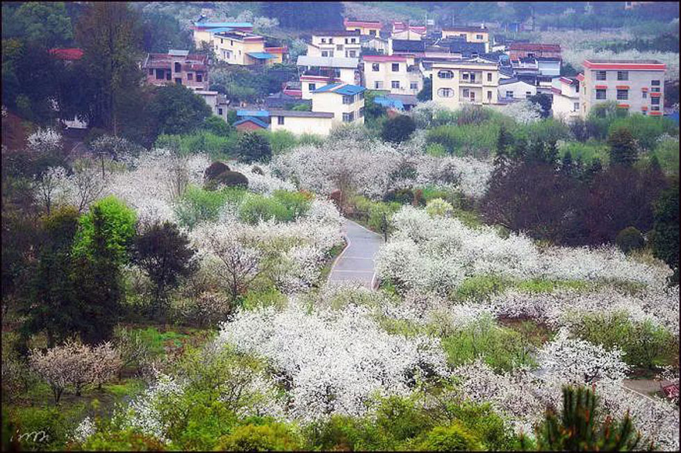 【春天，广西桂林灌阳县向您发出邀请！】我们在灌阳看梨花 - 游山玩水 - 汕尾生活社区 - 汕尾28生活网 sw.28life.net