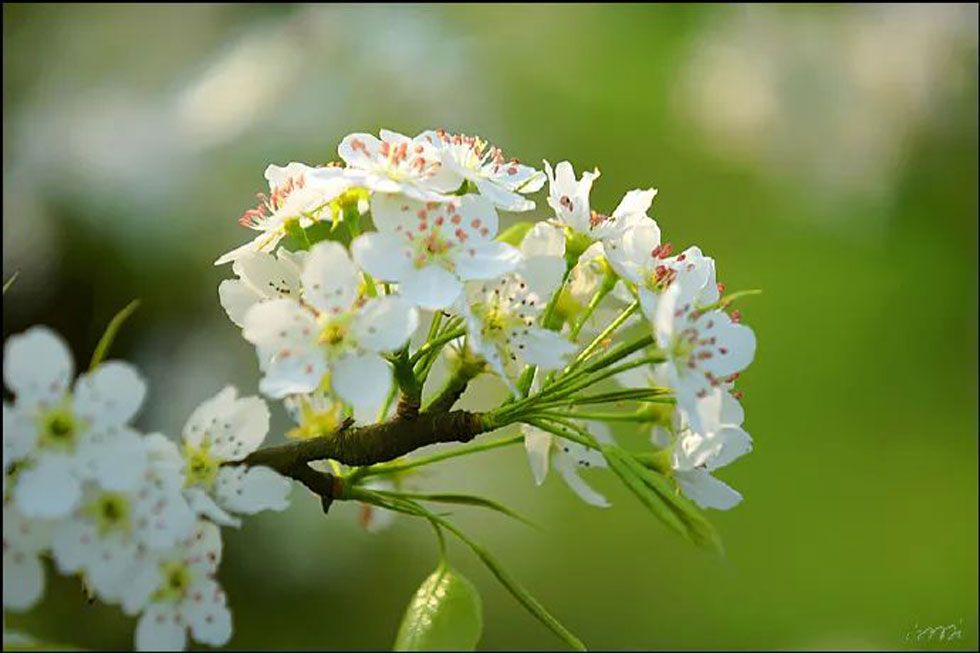 【春天，广西桂林灌阳县向您发出邀请！】我们在灌阳看梨花 - 游山玩水 - 汕尾生活社区 - 汕尾28生活网 sw.28life.net