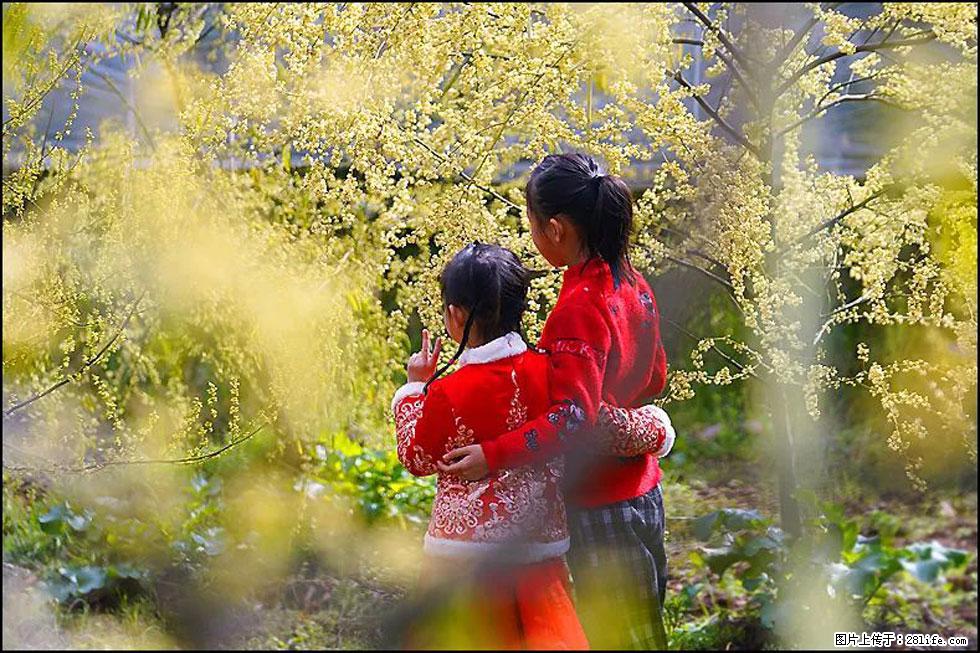【春天，广西桂林灌阳县向您发出邀请！】米珠山前有片山苍子花在飘香 - 游山玩水 - 汕尾生活社区 - 汕尾28生活网 sw.28life.net