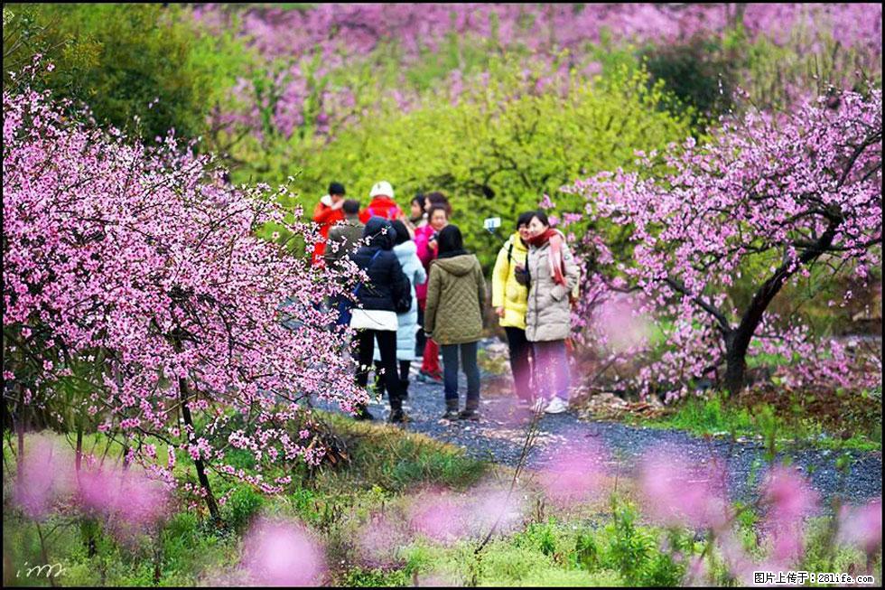 【春天，广西桂林灌阳县向您发出邀请！】官庄村有个醉美的桃花园 - 游山玩水 - 汕尾生活社区 - 汕尾28生活网 sw.28life.net