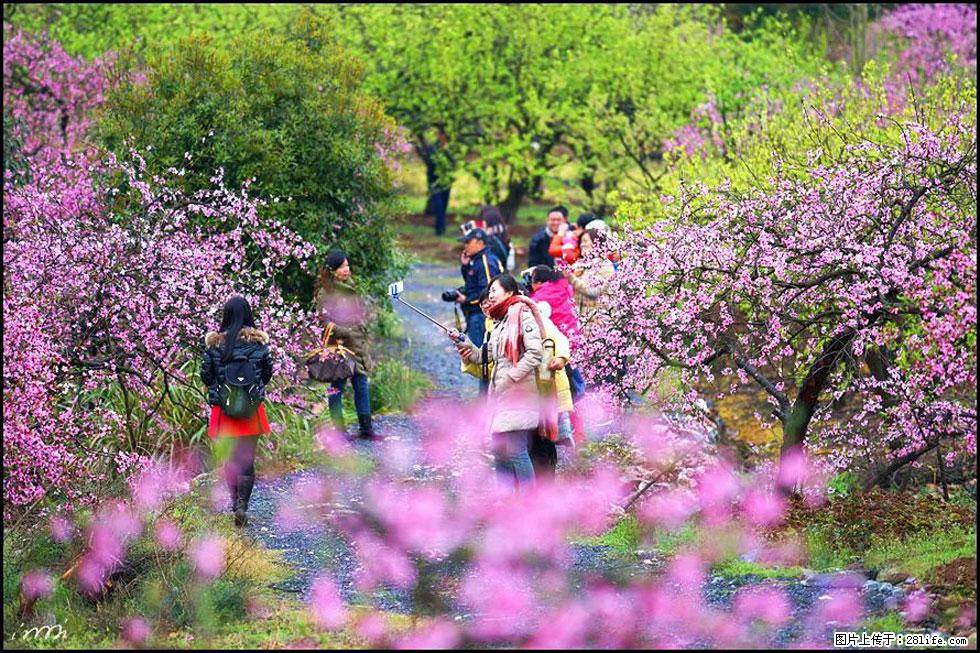 【春天，广西桂林灌阳县向您发出邀请！】官庄村有个醉美的桃花园 - 游山玩水 - 汕尾生活社区 - 汕尾28生活网 sw.28life.net
