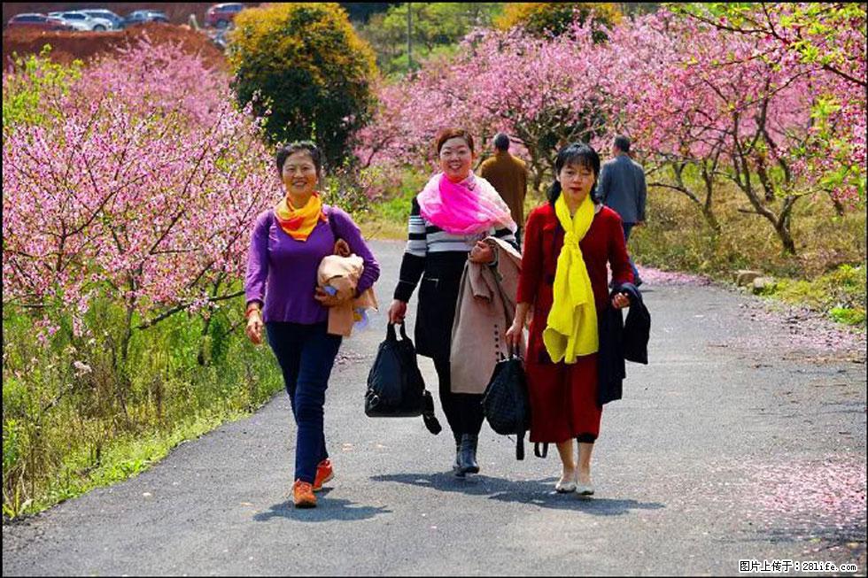 【春天，广西桂林灌阳县向您发出邀请！】官庄村有个醉美的桃花园 - 游山玩水 - 汕尾生活社区 - 汕尾28生活网 sw.28life.net