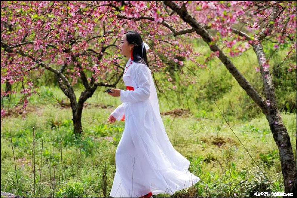 【春天，广西桂林灌阳县向您发出邀请！】官庄村有个醉美的桃花园 - 游山玩水 - 汕尾生活社区 - 汕尾28生活网 sw.28life.net