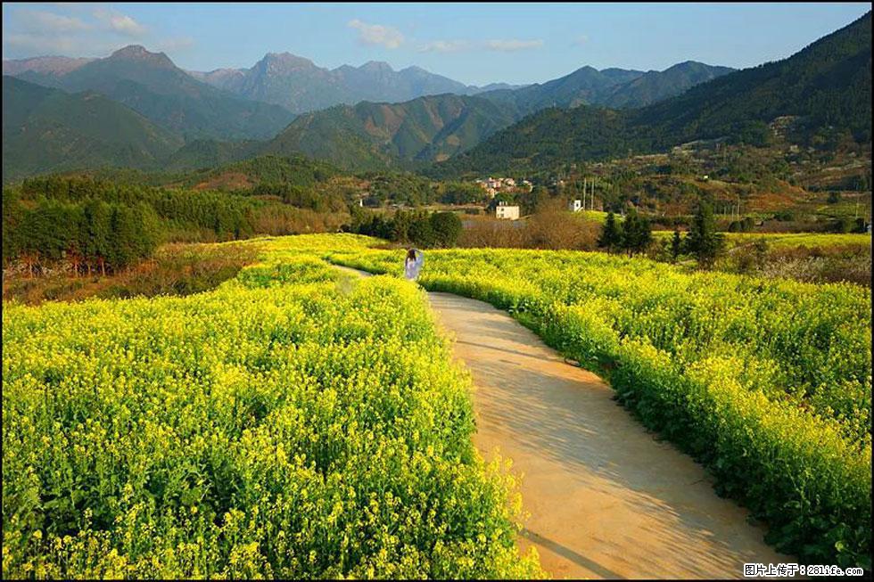 【春天，广西桂林灌阳县向您发出邀请！】长坪村油菜盛情花开 - 游山玩水 - 汕尾生活社区 - 汕尾28生活网 sw.28life.net