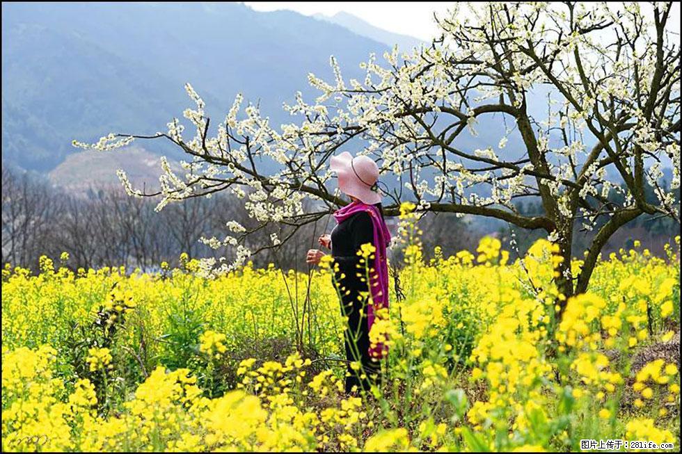 【春天，广西桂林灌阳县向您发出邀请！】长坪村油菜盛情花开 - 游山玩水 - 汕尾生活社区 - 汕尾28生活网 sw.28life.net