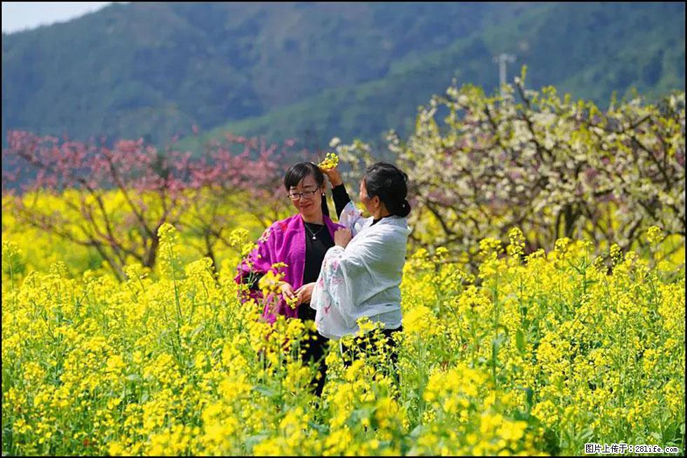 【春天，广西桂林灌阳县向您发出邀请！】长坪村油菜盛情花开 - 游山玩水 - 汕尾生活社区 - 汕尾28生活网 sw.28life.net