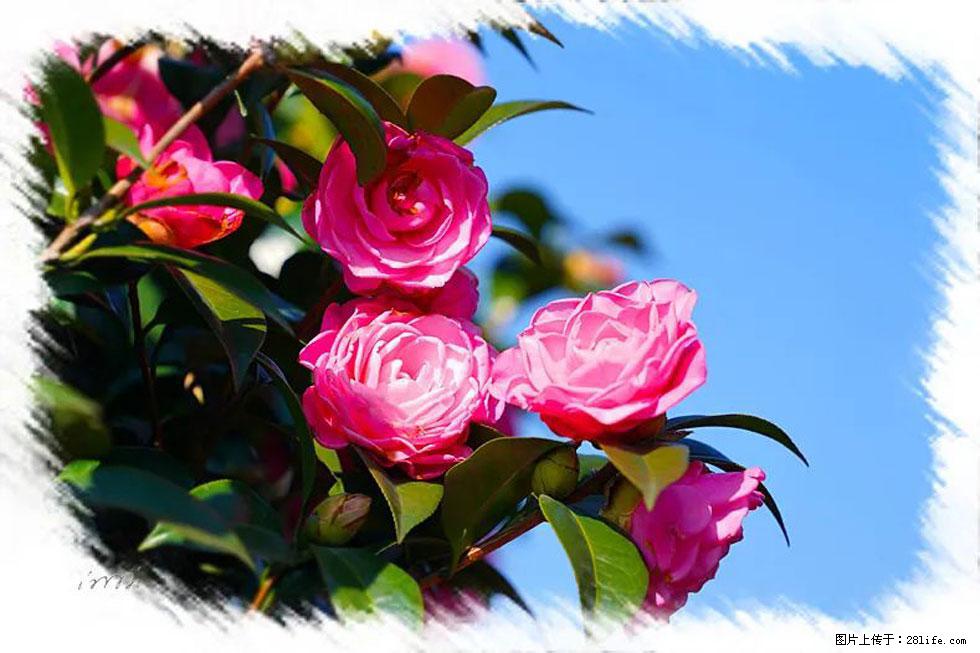 【春天，广西桂林灌阳县向您发出邀请！】杨柳井茶花惹人爱 - 游山玩水 - 汕尾生活社区 - 汕尾28生活网 sw.28life.net