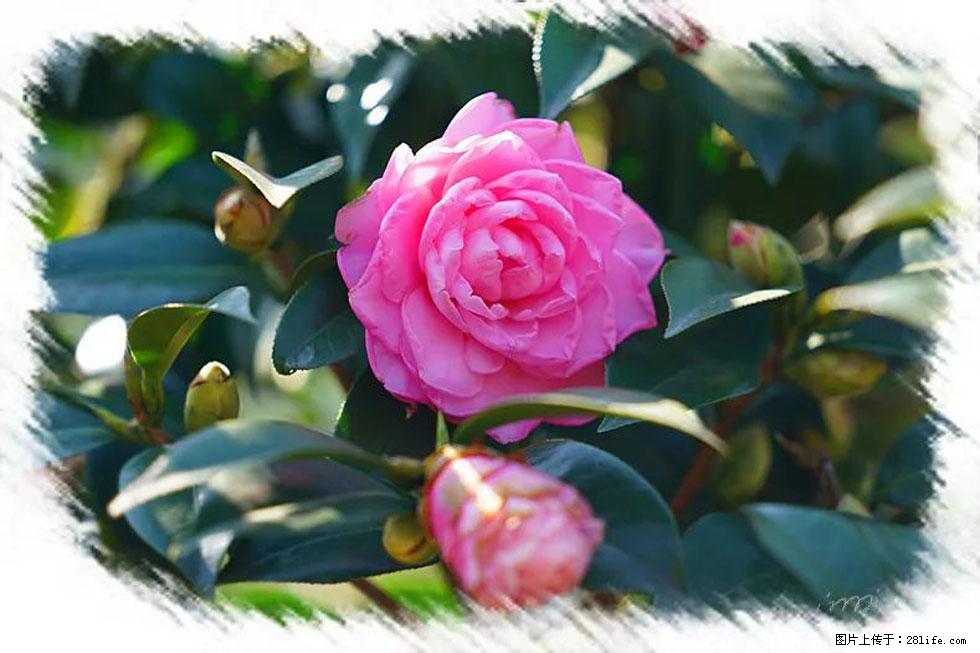【春天，广西桂林灌阳县向您发出邀请！】杨柳井茶花惹人爱 - 游山玩水 - 汕尾生活社区 - 汕尾28生活网 sw.28life.net