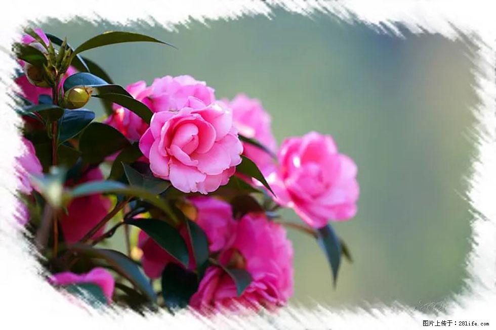 【春天，广西桂林灌阳县向您发出邀请！】杨柳井茶花惹人爱 - 游山玩水 - 汕尾生活社区 - 汕尾28生活网 sw.28life.net