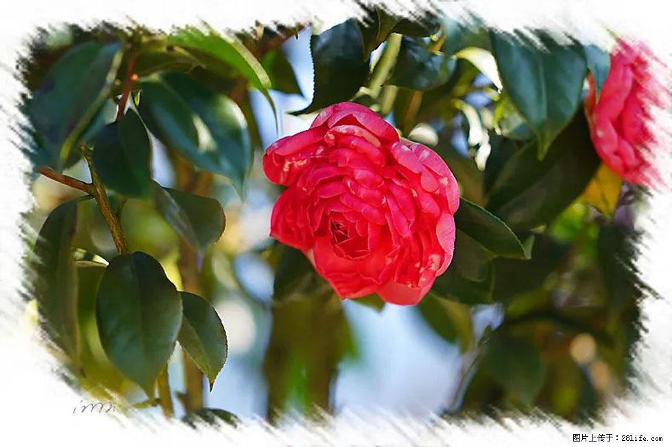 【春天，广西桂林灌阳县向您发出邀请！】杨柳井茶花惹人爱 - 游山玩水 - 汕尾生活社区 - 汕尾28生活网 sw.28life.net