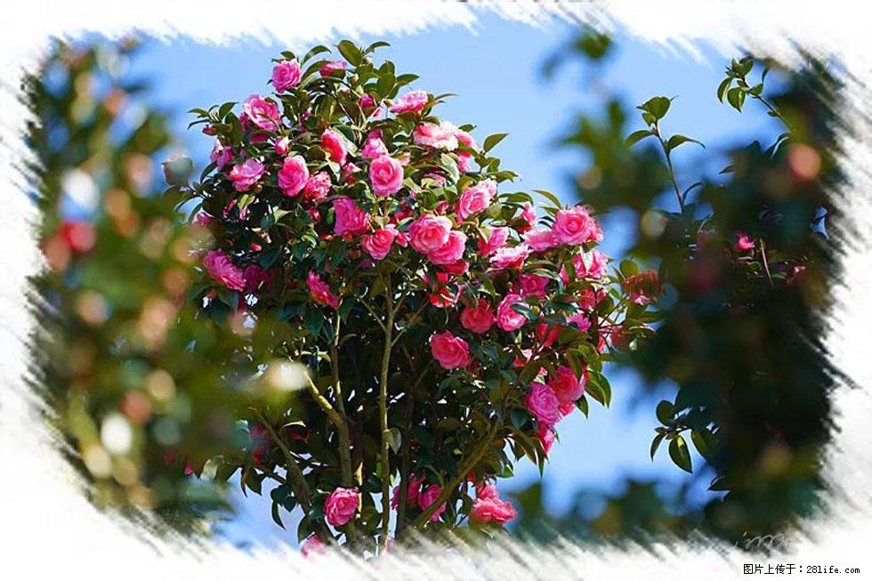 【春天，广西桂林灌阳县向您发出邀请！】杨柳井茶花惹人爱 - 游山玩水 - 汕尾生活社区 - 汕尾28生活网 sw.28life.net