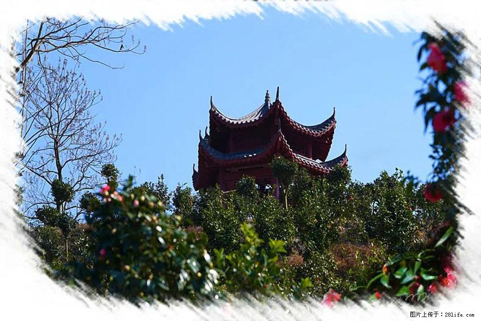 【春天，广西桂林灌阳县向您发出邀请！】杨柳井茶花惹人爱 - 游山玩水 - 汕尾生活社区 - 汕尾28生活网 sw.28life.net