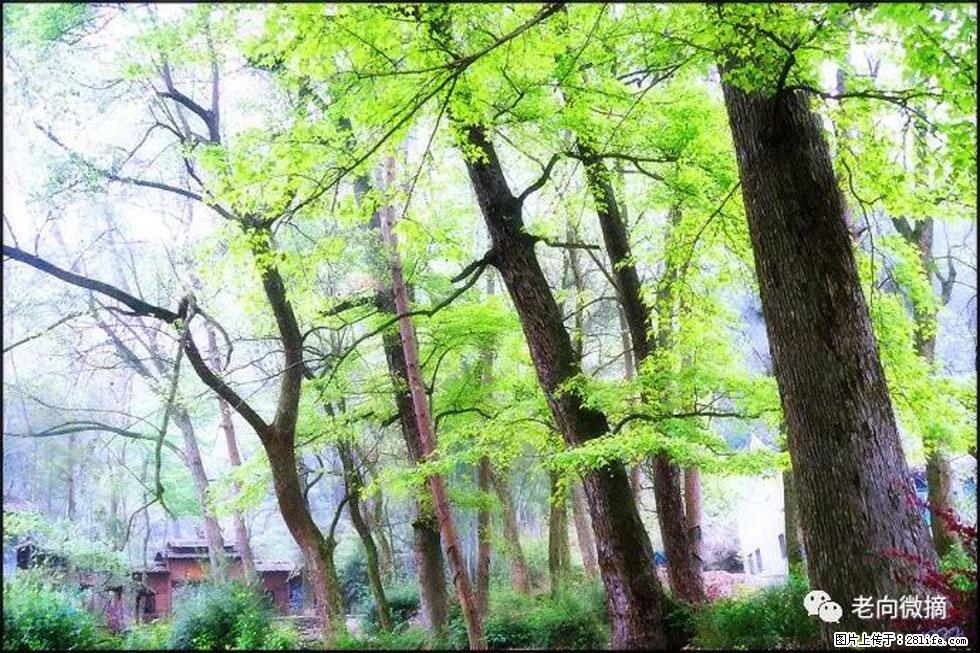 【春天，广西桂林灌阳县向您发出邀请！】在小龙村与春天约会 - 游山玩水 - 汕尾生活社区 - 汕尾28生活网 sw.28life.net