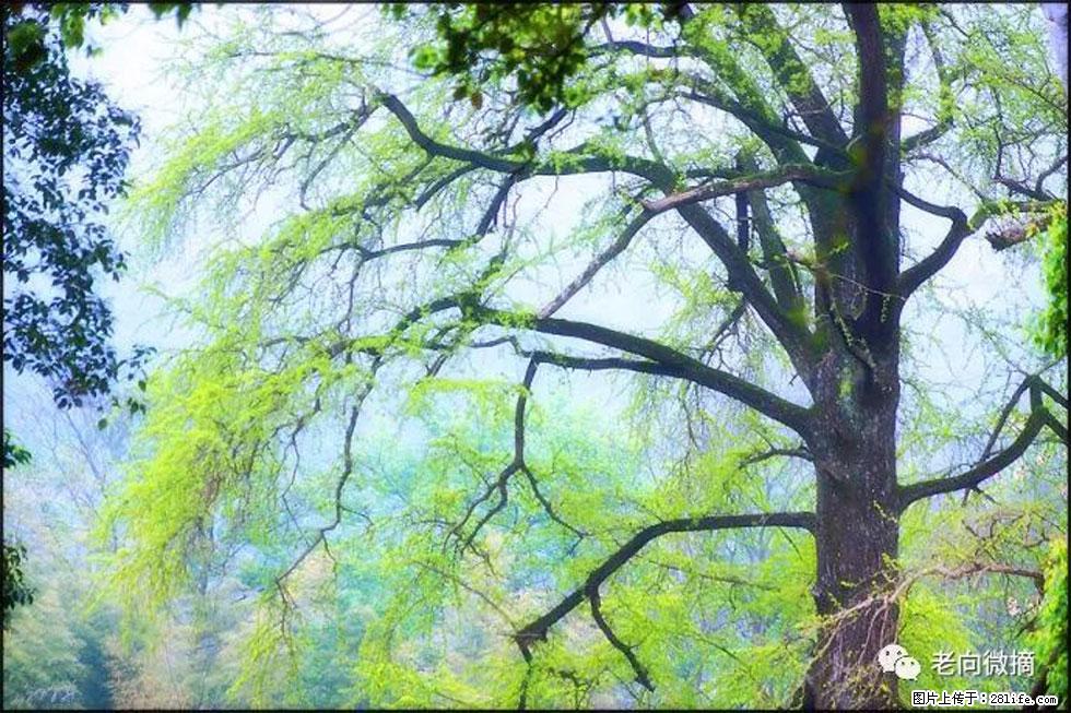 【春天，广西桂林灌阳县向您发出邀请！】在小龙村与春天约会 - 游山玩水 - 汕尾生活社区 - 汕尾28生活网 sw.28life.net
