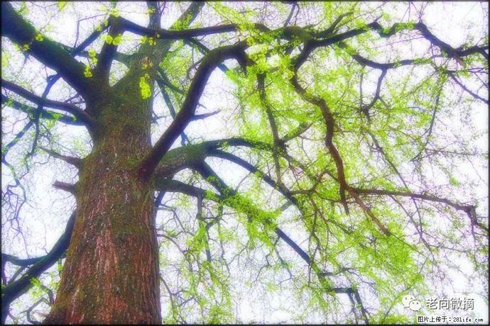 【春天，广西桂林灌阳县向您发出邀请！】在小龙村与春天约会 - 游山玩水 - 汕尾生活社区 - 汕尾28生活网 sw.28life.net