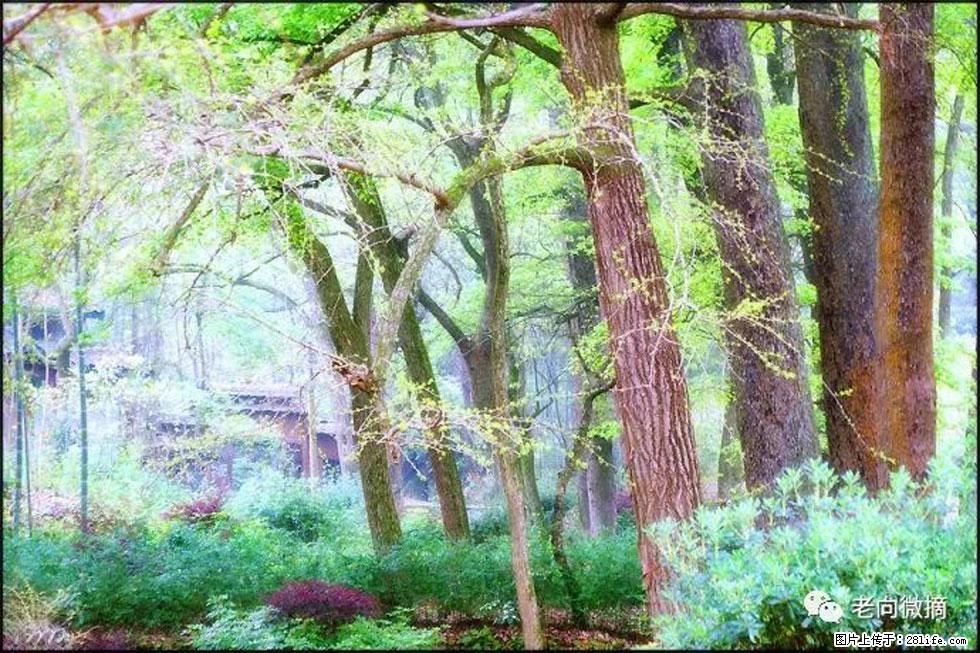 【春天，广西桂林灌阳县向您发出邀请！】在小龙村与春天约会 - 游山玩水 - 汕尾生活社区 - 汕尾28生活网 sw.28life.net