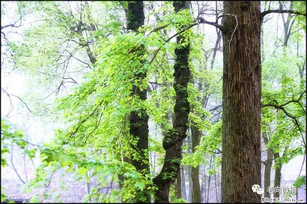 【春天，广西桂林灌阳县向您发出邀请！】在小龙村与春天约会 - 游山玩水 - 汕尾生活社区 - 汕尾28生活网 sw.28life.net