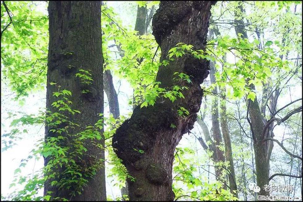 【春天，广西桂林灌阳县向您发出邀请！】在小龙村与春天约会 - 游山玩水 - 汕尾生活社区 - 汕尾28生活网 sw.28life.net