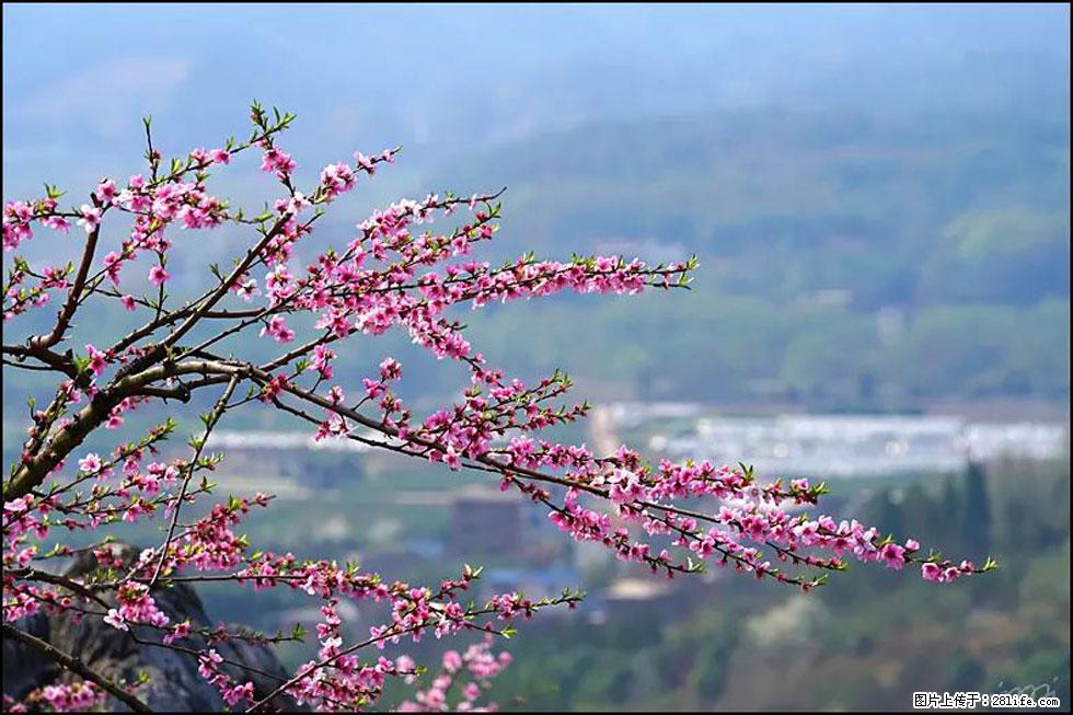 【春天，广西桂林灌阳县向您发出邀请！】望月岭上桃花开 - 游山玩水 - 汕尾生活社区 - 汕尾28生活网 sw.28life.net