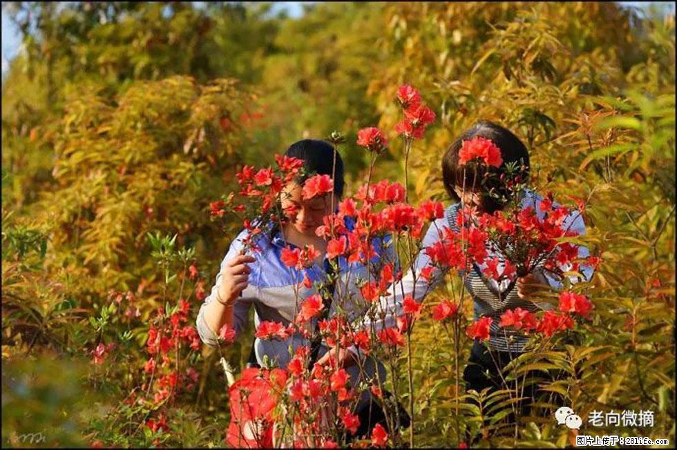 【春天，广西桂林灌阳县向您发出邀请！】登麒麟山，相约映山红 - 游山玩水 - 汕尾生活社区 - 汕尾28生活网 sw.28life.net