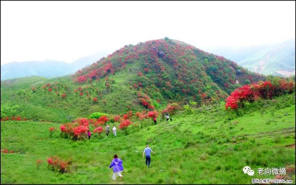 【春天,广西桂林灌阳县向您发出邀请!】宝盖山上映山红 - 游山玩水 - 汕尾生活社区 - 汕尾28生活网 sw.28life.net