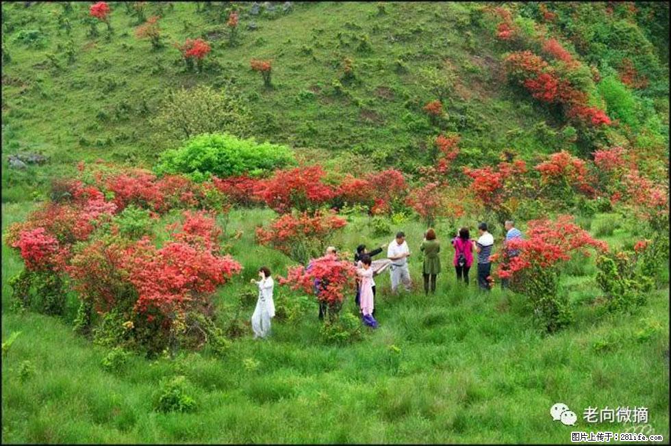 【春天,广西桂林灌阳县向您发出邀请!】宝盖山上映山红 - 游山玩水 - 汕尾生活社区 - 汕尾28生活网 sw.28life.net