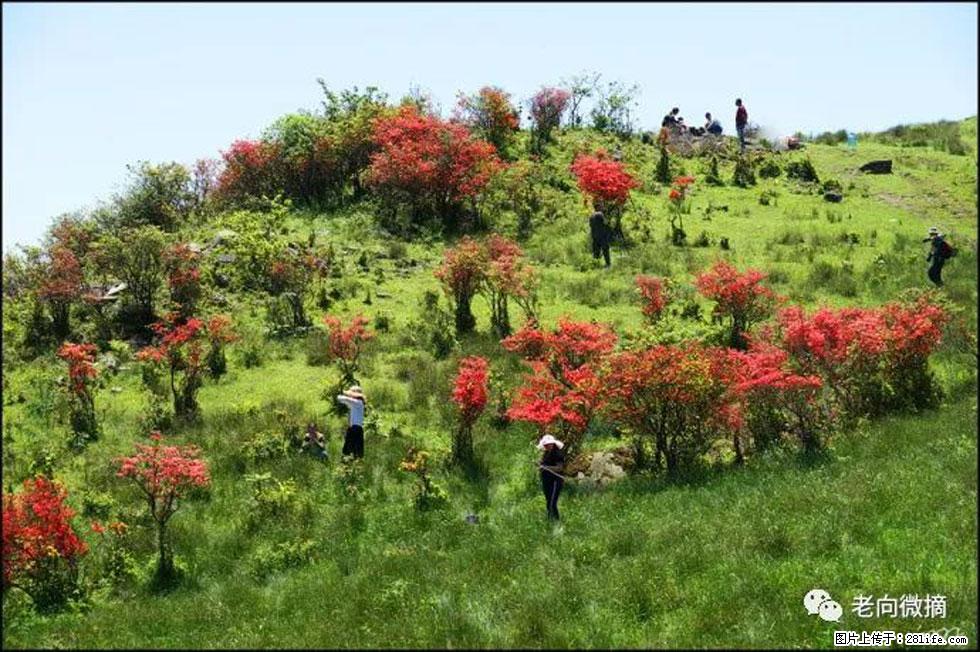 【春天,广西桂林灌阳县向您发出邀请!】宝盖山上映山红 - 游山玩水 - 汕尾生活社区 - 汕尾28生活网 sw.28life.net