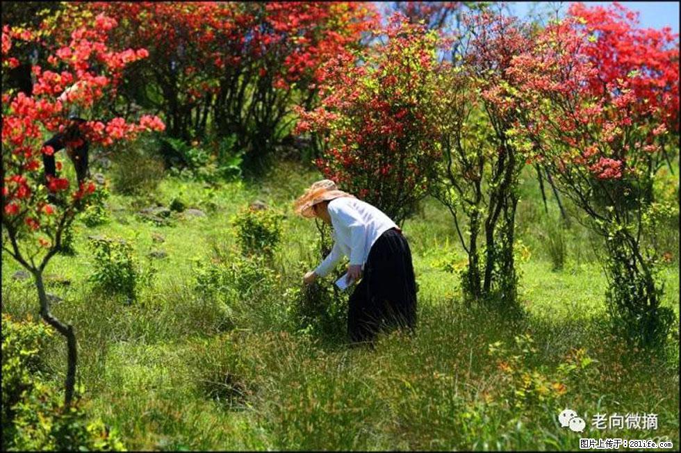 【春天,广西桂林灌阳县向您发出邀请!】宝盖山上映山红 - 游山玩水 - 汕尾生活社区 - 汕尾28生活网 sw.28life.net