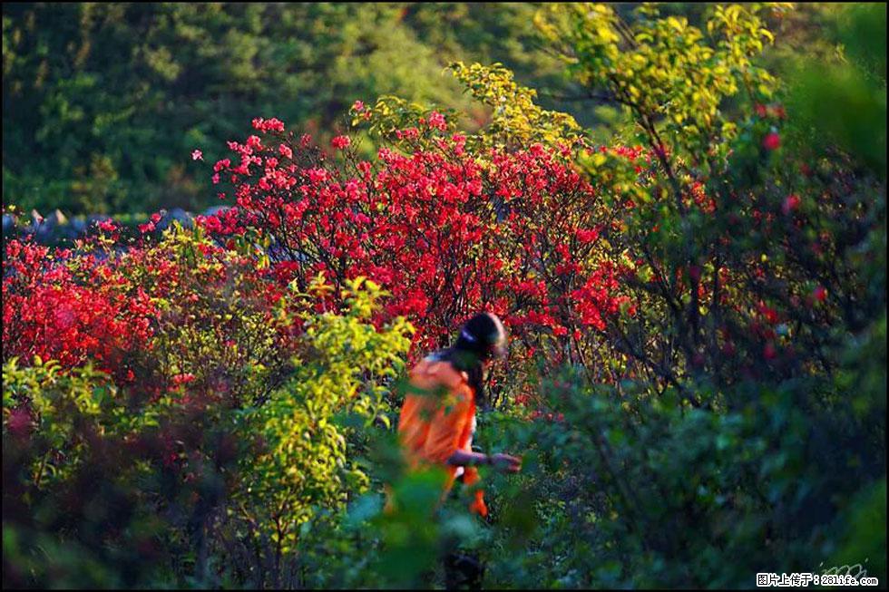 【春天，广西桂林灌阳县向您发出邀请！】春木界上映山红 - 游山玩水 - 汕尾生活社区 - 汕尾28生活网 sw.28life.net