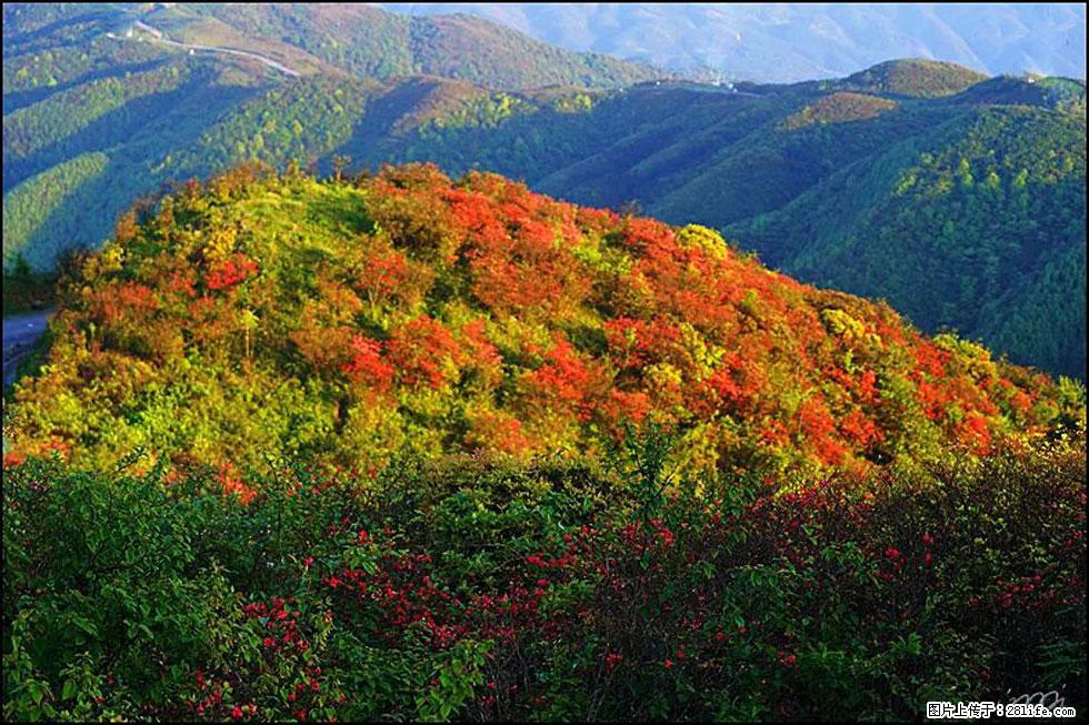 【春天，广西桂林灌阳县向您发出邀请！】春木界上映山红 - 游山玩水 - 汕尾生活社区 - 汕尾28生活网 sw.28life.net