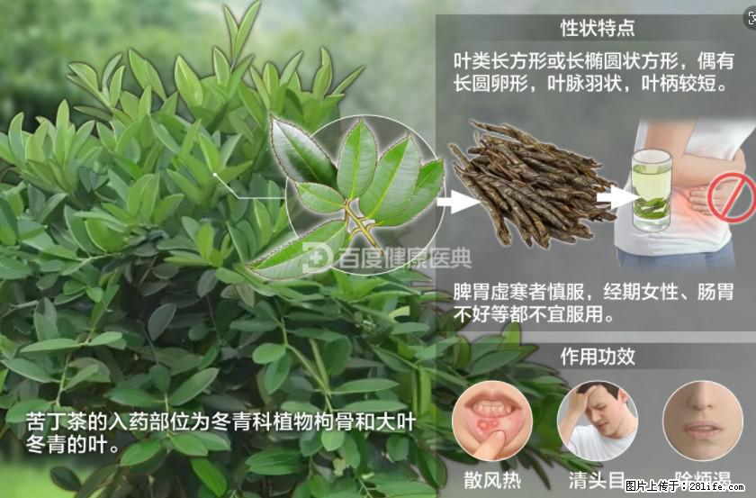 苦丁茶有哪些功效和作用 - 生活百科 - 汕尾生活社区 - 汕尾28生活网 sw.28life.net