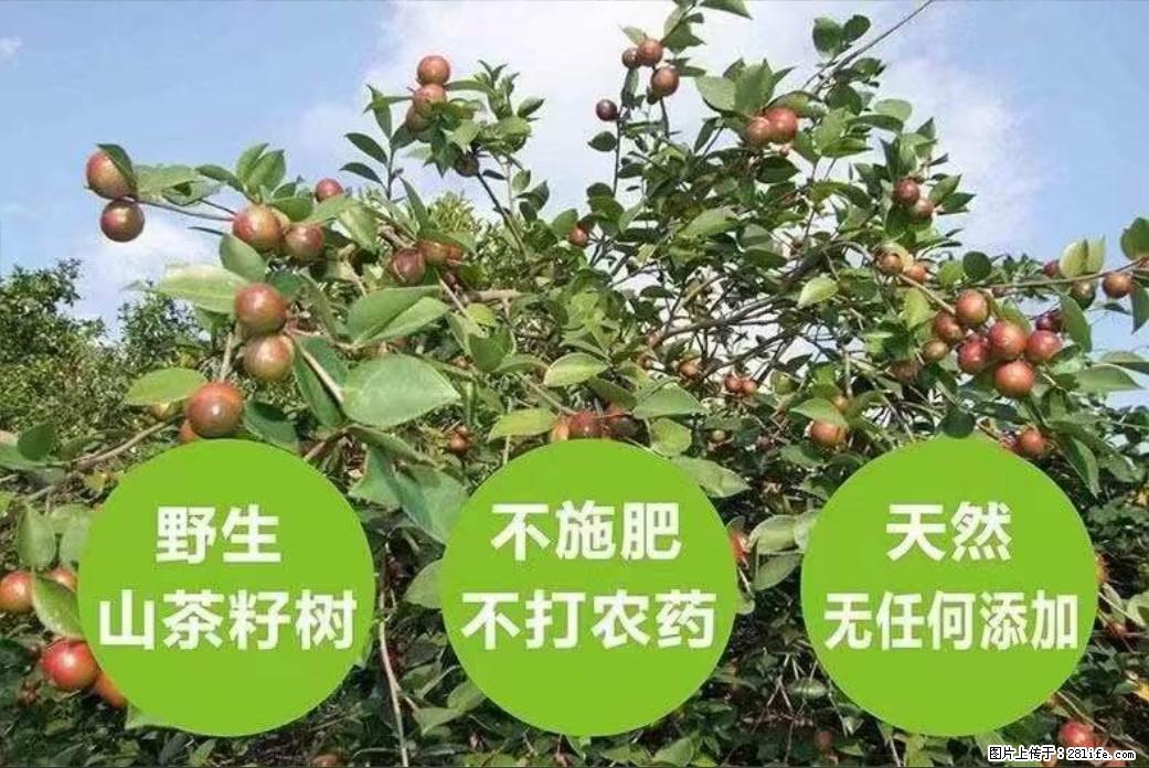 【灌阳县油茶产业示范区】一个有着充实的精神生活的人，对待身外之物自会有一种淡泊的态度 - 土特产 - 饮食特产 - 汕尾分类信息 - 汕尾28生活网 sw.28life.net