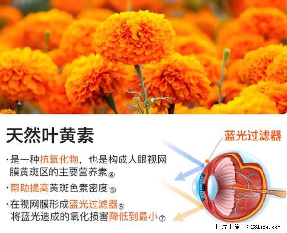 叶黄素有什么功效和作用 - 生活百科 - 汕尾生活社区 - 汕尾28生活网 sw.28life.net