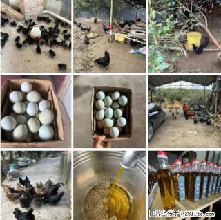 油茶园从小鸡仔开始养起的纯土鸡、土鸡蛋可以预定啦！还有前几天刚榨的纯山茶油哦 - 汕尾28生活网 sw.28life.net