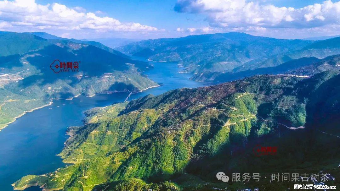 时间果百年古树龙珠普洱生茶 - 购物交流 - 汕尾生活社区 - 汕尾28生活网 sw.28life.net