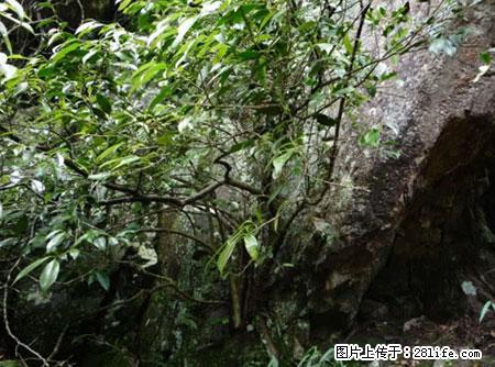 平乐石崖茶，珍贵仅次于金花茶 - 汕尾生活资讯 - 汕尾28生活网 sw.28life.net