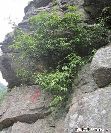 平乐石崖茶，珍贵仅次于金花茶 - 汕尾生活资讯 - 汕尾28生活网 sw.28life.net