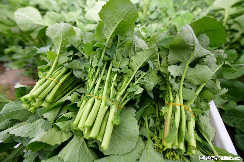 这些蔬菜是“天然钙片”，这6种被医生重点推荐 - 汕尾生活资讯 - 汕尾28生活网 sw.28life.net